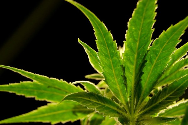 Съединените щати предприеха прекласифициране на марихуаната като по малко опасен