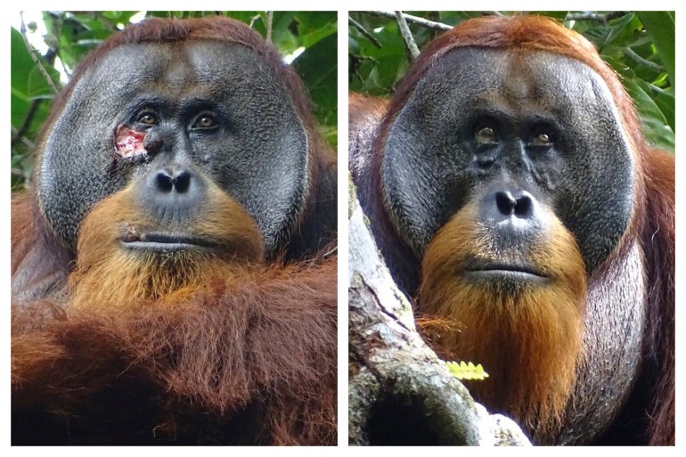 This combination of photos provided by the Suaq foundation shows a facial wound on Rakus, a wild male Sumatran orangutan in Gunung Leuser National Park