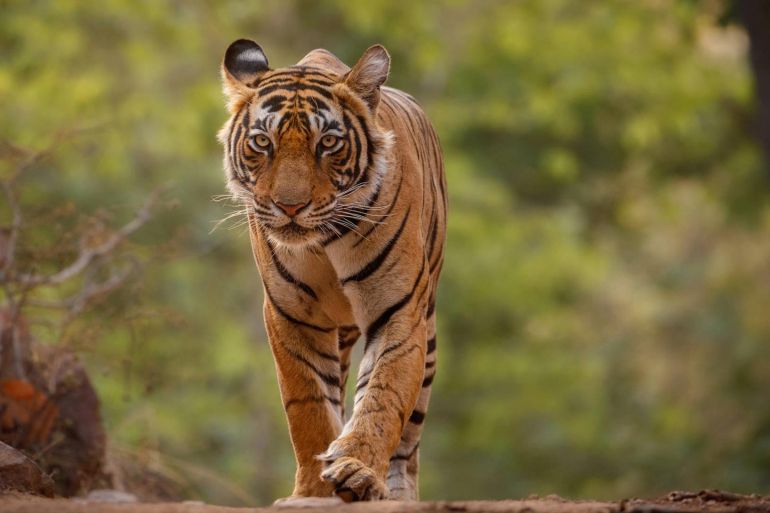 hero amazing bengal tiger