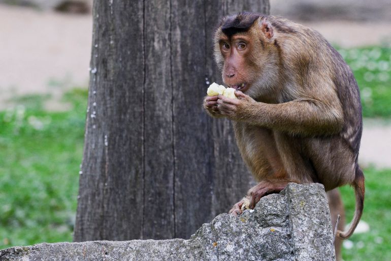 A southern pig-tailed macaque, a monkey species, eats an Easter egg at the Zoo in Gelsenkirchen, Germany